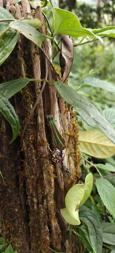 Ceropegia decaisneana