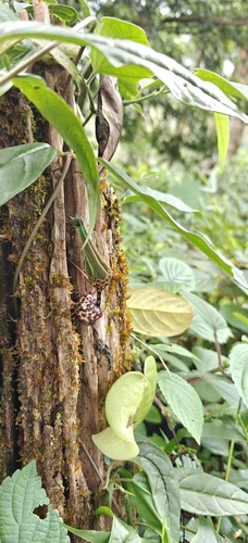 Ceropegia decaisneana