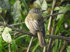 Myiarchus panamensis