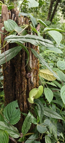 Ceropegia decaisneana