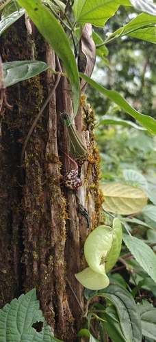 Ceropegia decaisneana