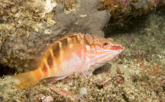 Hypoplectrodes maccullochi