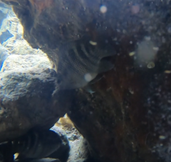 Abudefduf concolor