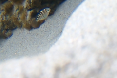 Abudefduf concolor