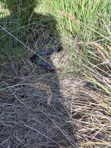 Red-bellied Black Snake sighting