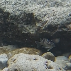 Abudefduf concolor