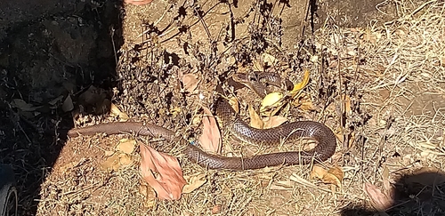 Eastern Brown Snake sighting