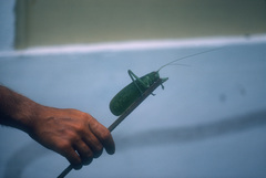 Pseudophyllanax imperialis