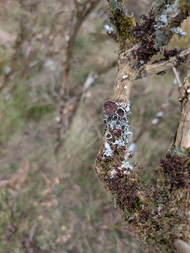 Flavoparmelia rutidota