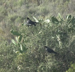 Corvus capensis capensis