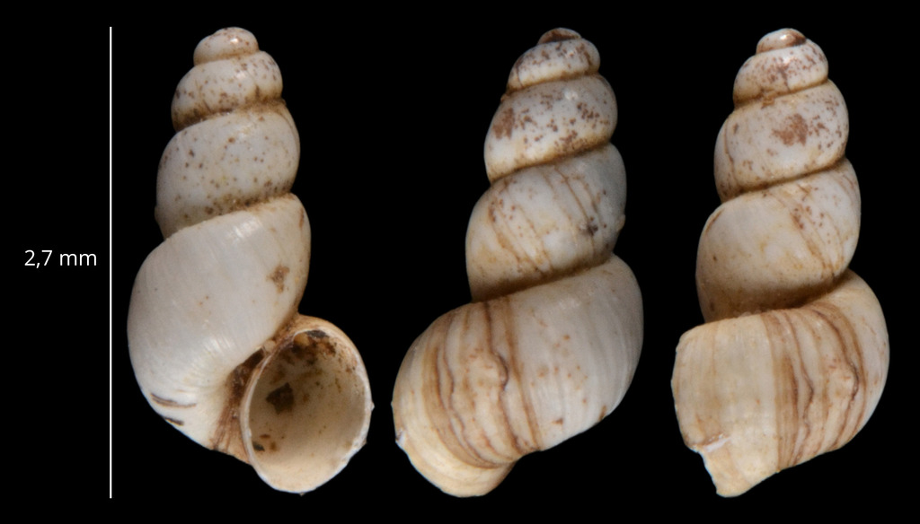 Avenionia berenguieri