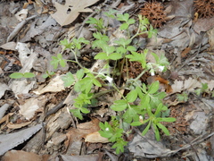 Phacelia ranunculacea