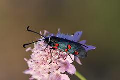 Zygaena lavandulae