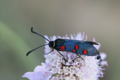 Zygaena lavandulae