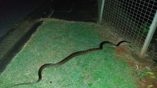 Australian Scrub Python sighting