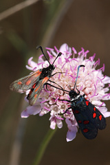 Zygaena sarpedon