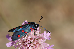 Zygaena lavandulae