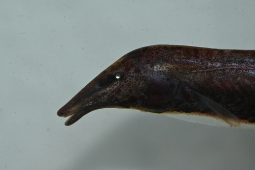 Tubesnout knifefish (Platyurosternarchus macrostomus) — Apteronotidae — 2