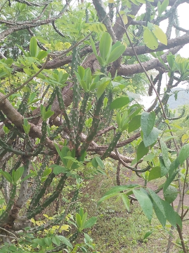 Indian Spurgetree (Euphorbia neriifolia)