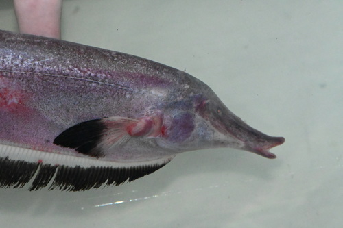 Long-snouted ghost knifefish (Sternarchorhamphus muelleri) — Apteronotidae