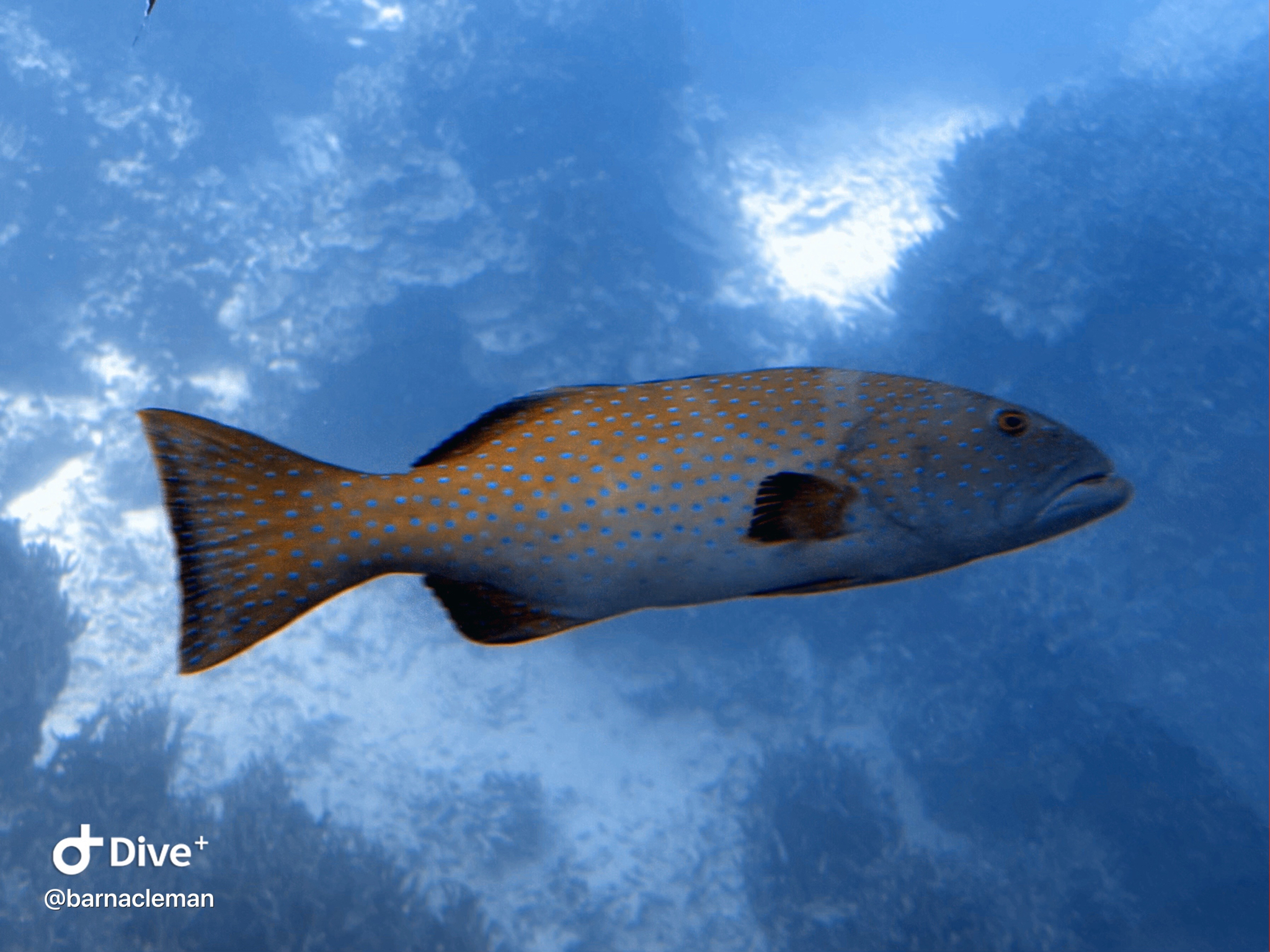 橫斑刺鰓鮨(西星斑) Plectropomus maculatus