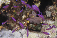 Mirolabrichthys tuka