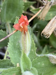 Erythranthe verbenacea