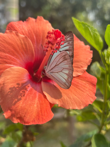 Common Wanderer