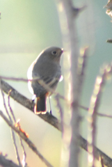 Phoenicurus ochruros