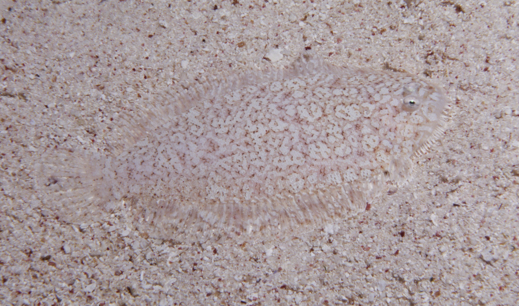 Blackspotted sole (Aseraggodes melanostictus) — Soleidae