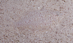 Aseraggodes melanostictus