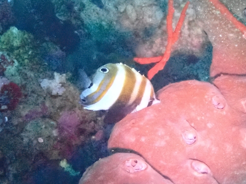 Twospot coralfish (Coradion melanopus) — Chaetodontidae — 4