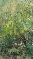 Alvaradoa amorphoides