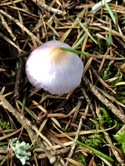 Inocybe pallidicremea