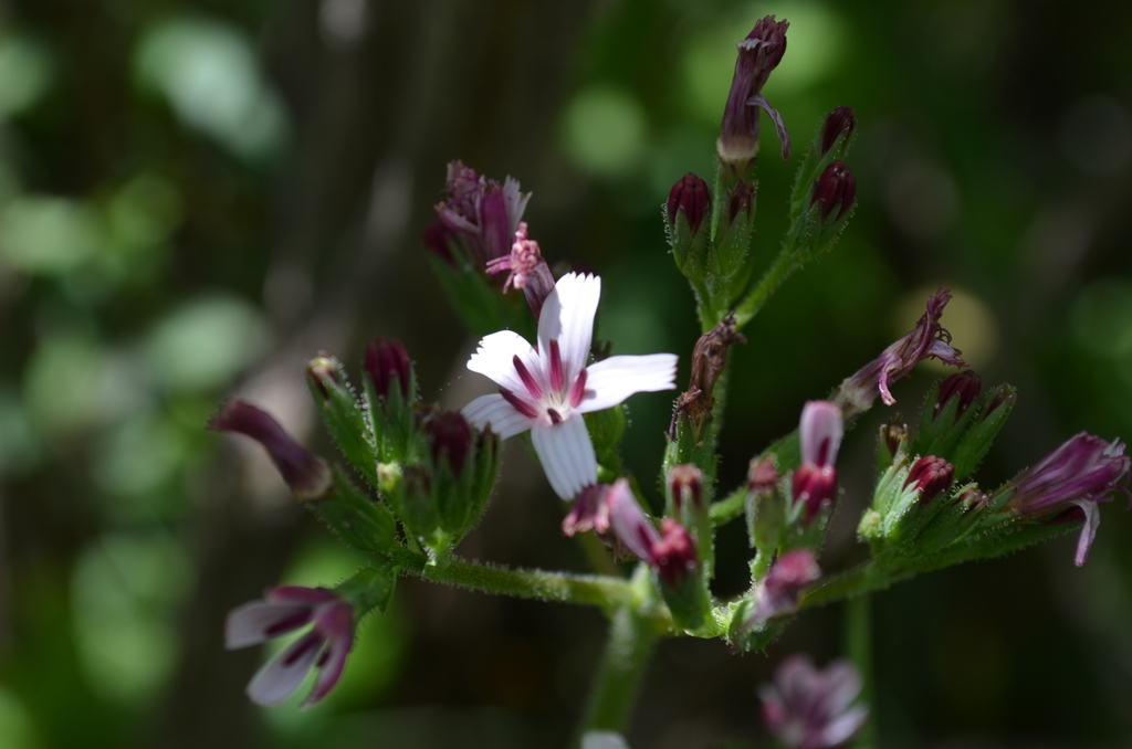 Cicerbita rosea