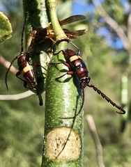 Lissonotus flavocinctus