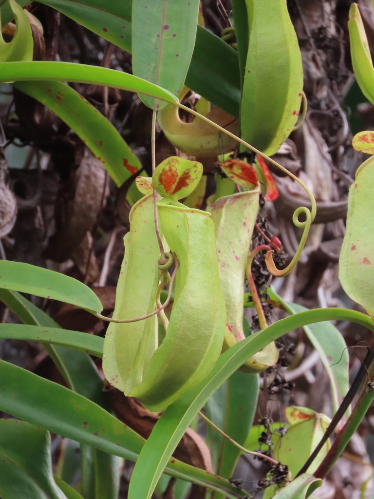 Nepenthes misoolensis Golos, S.McPherson, Primaldhi, Suska & Tjiasm.