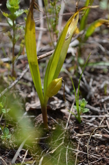 Colchicum kesselringii