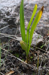 Colchicum kesselringii