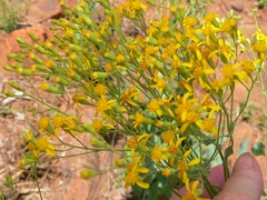 Senecio venosus