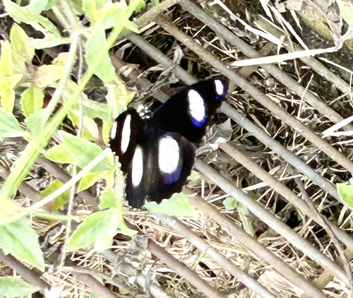 Danaid Eggfly