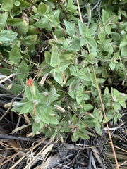 Erythranthe verbenacea