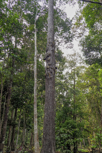 Neobalanocarpus heimii observed 2025-11-01