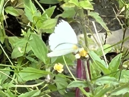 African Albatross