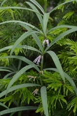 Polygonatum roseum