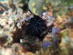 Echinometra vanbrunti