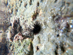 Echinometra vanbrunti
