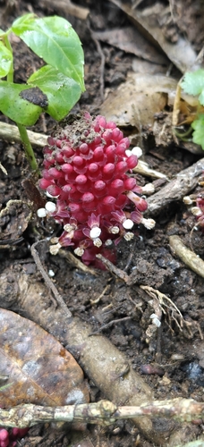 Fungus Root (Balanophora fungosa)