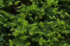 Abies sibirica semenovii