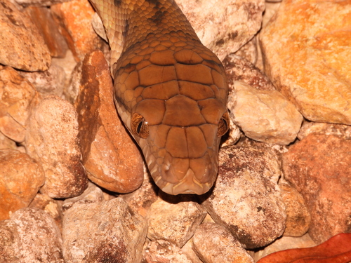 Australian Scrub Python sighting